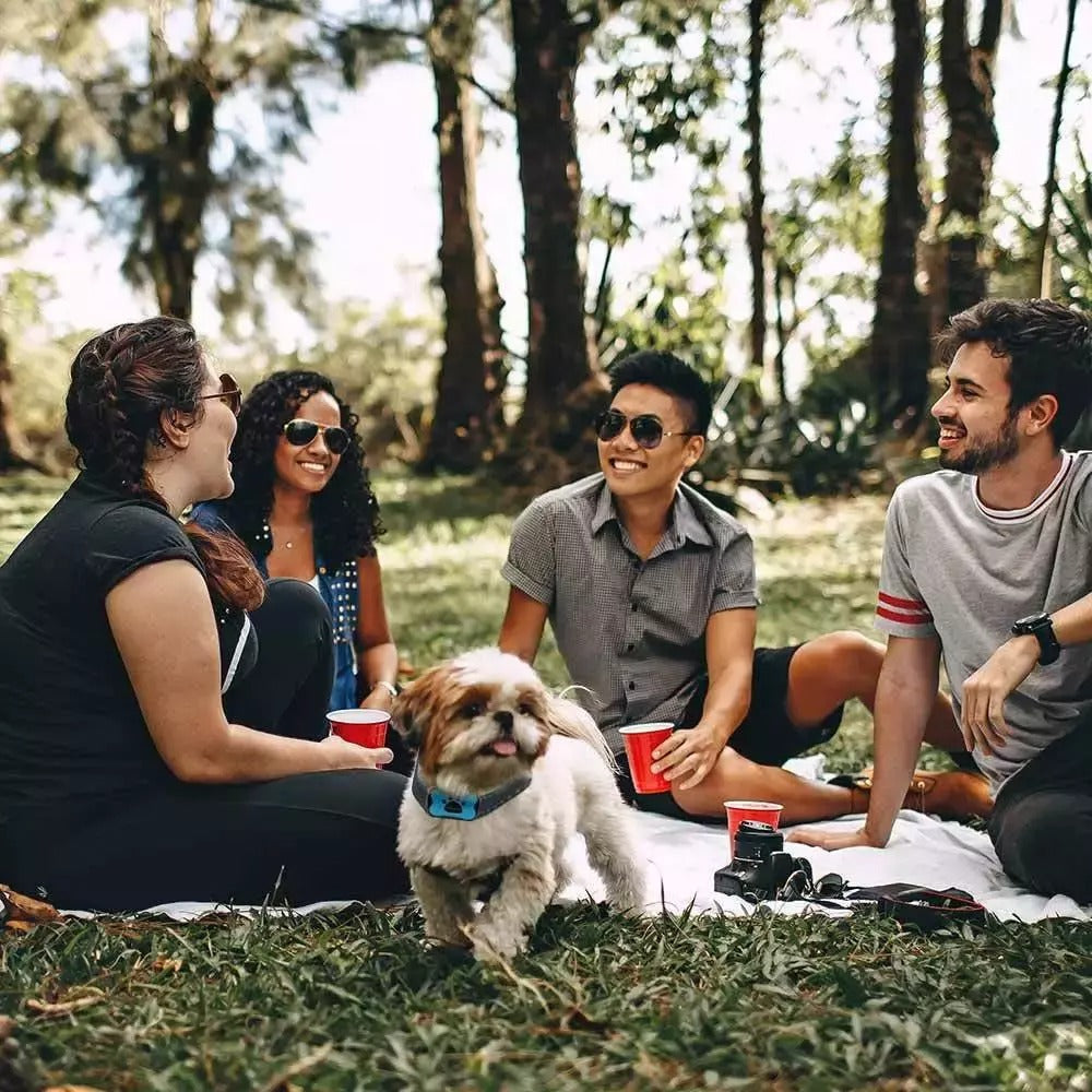 Collier Anti-Aboiement Pour Chien — Dressage Doux Et Efficace