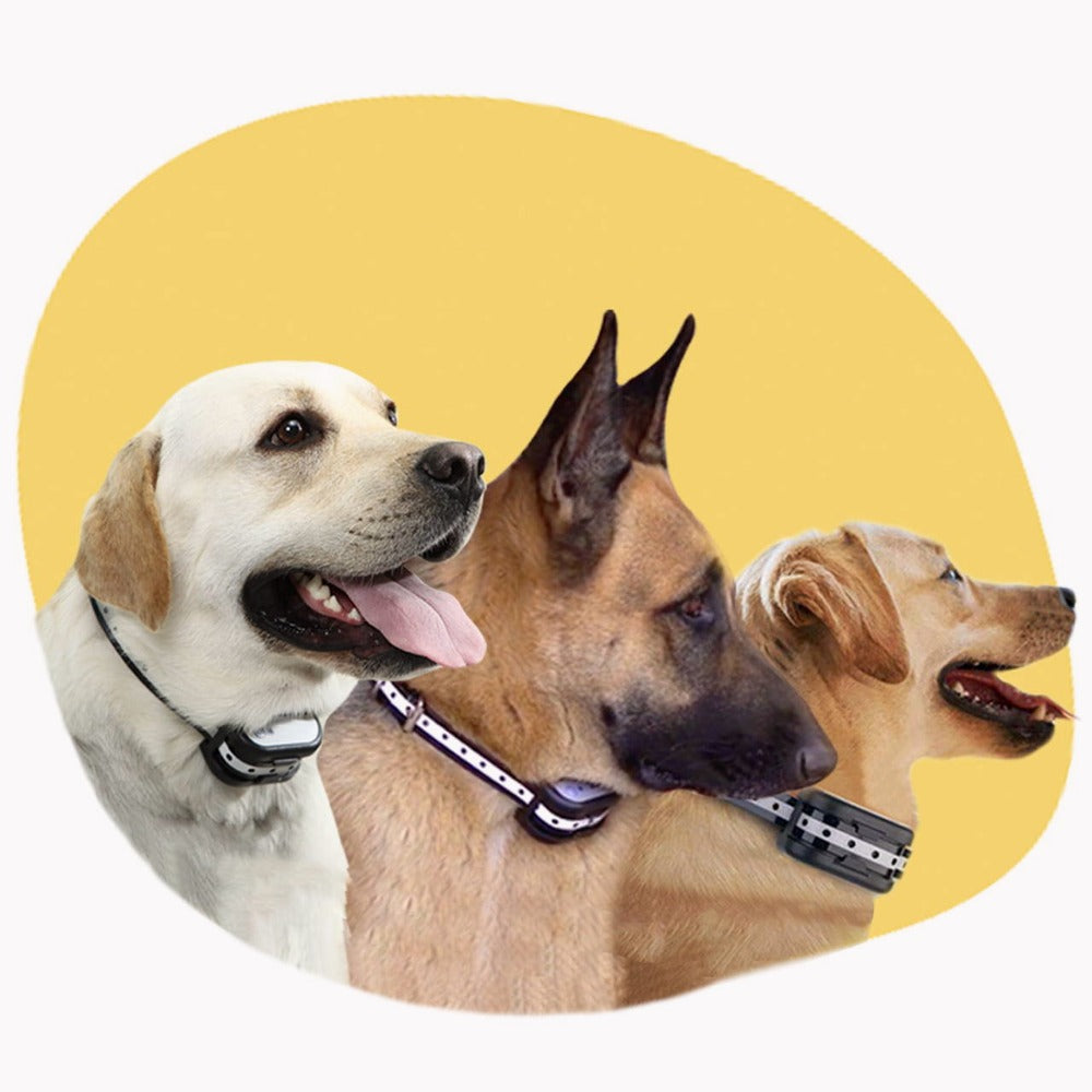 Sistema di recinzione per cani senza fili con collare di addestramento - Sicurezza totale e libertà controllata