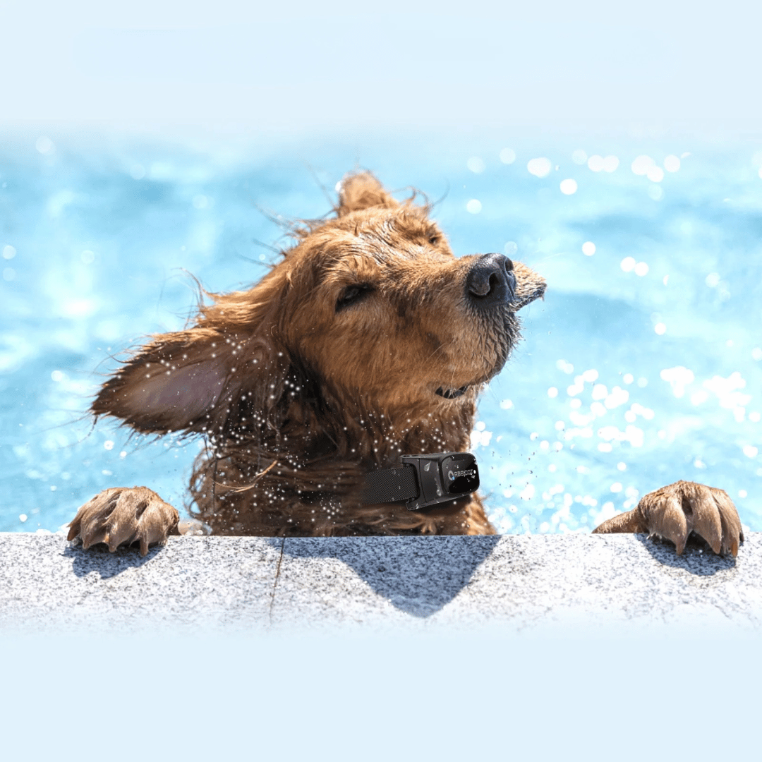 Dressurhalsbånd til Hund – LED Fjernbetjening og Rækkevidde 1000 m