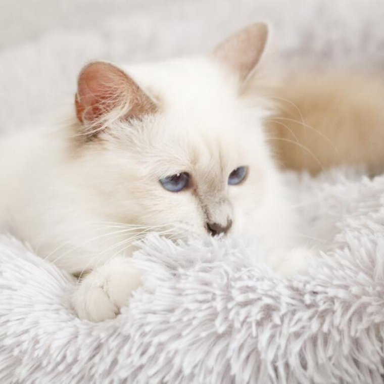 מיטת חתול רכה - מאוד רכה