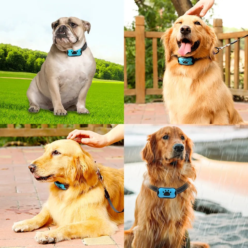 Collier Anti-Aboiement Pour Chien — Dressage Doux Et Efficace