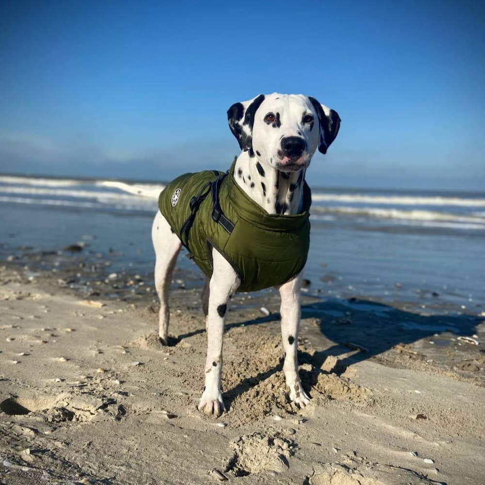 Wodoodporna Kurtka dla Psa - Ochrona i Styl 