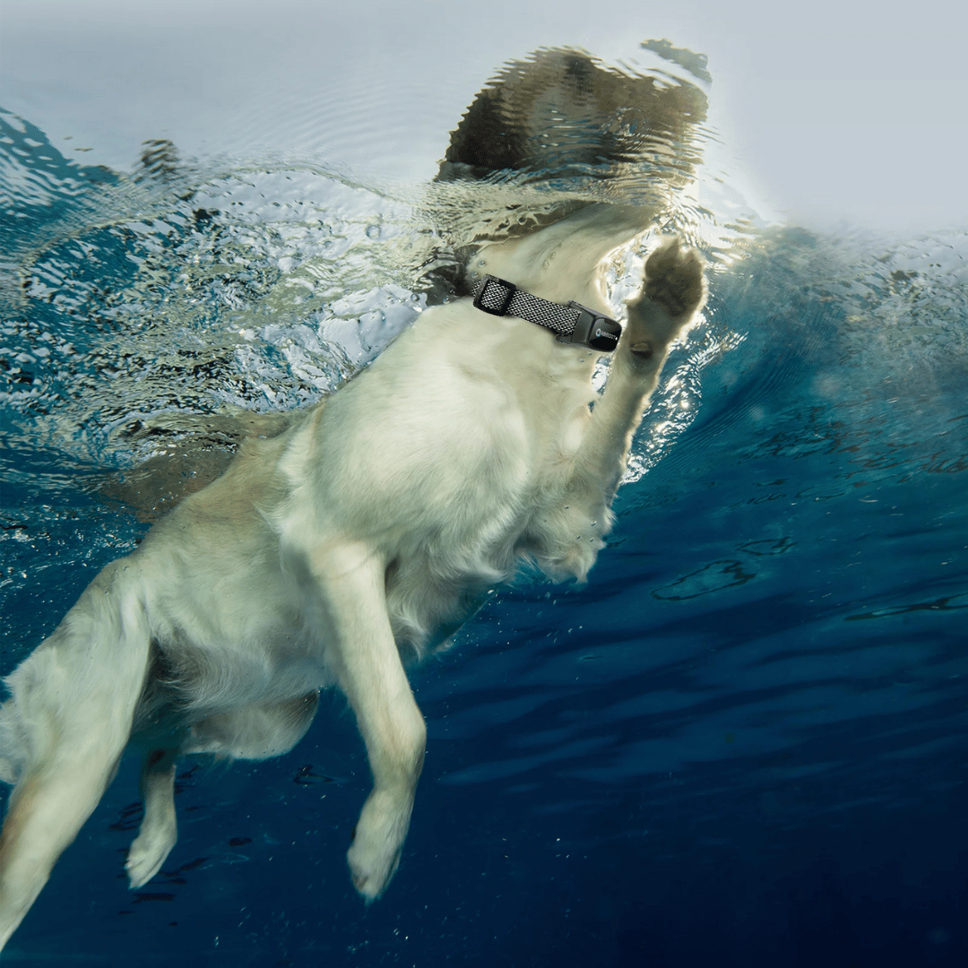 Dressurhalsbånd til Hund – LED Fjernbetjening og Rækkevidde 1000 m 